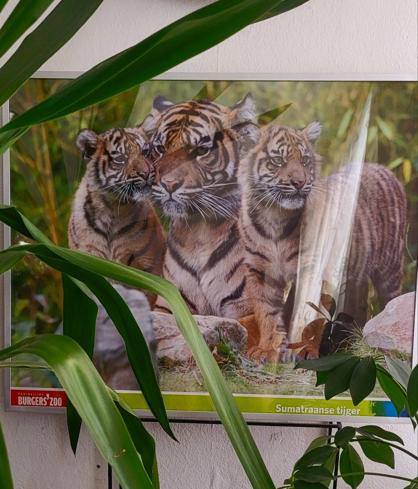Ingelijste foto Sumatranse tijger Burgers' Zoo 41x51cm, 50 tot 75 cm, Nieuw, Ophalen of Verzenden, Foto of Poster