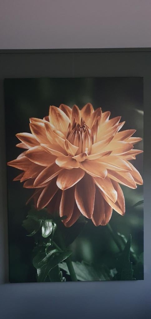 Prachtige Dalia op canvas - 100x150 cm, 125 cm of meer, Ophalen of Verzenden, Zo goed als nieuw, Foto of Poster