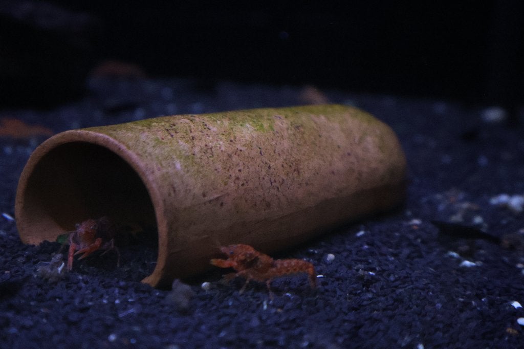 cpo keerft, Dieren en Toebehoren, Vissen | Aquariumvissen, Vis