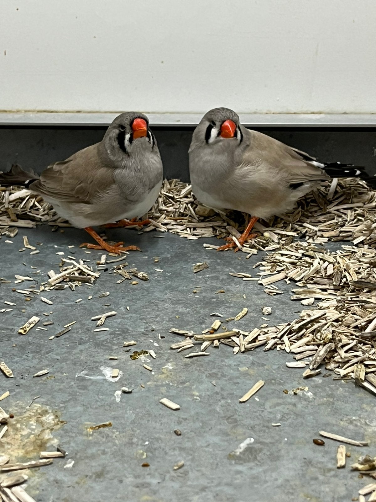 0-3 Zebravink Split Charcoal, Meerdere dieren, Tropenvogel, Geringd