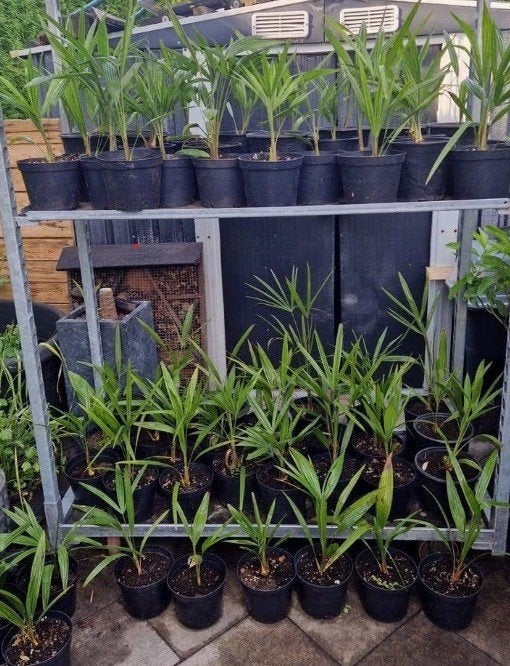 Trachycarpus Fortunei Palmbomen - Nederlandse buiten Kweek, Ophalen, Overige soorten, Volle zon