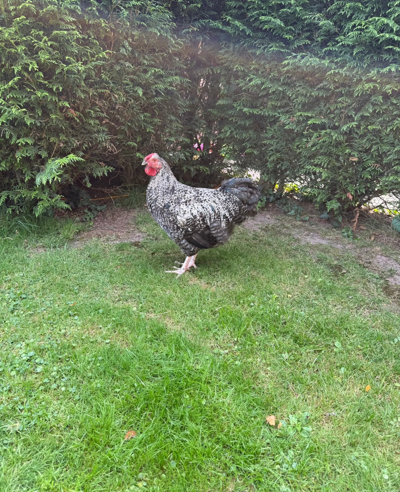 Wyandotte haantjes, Dieren en Toebehoren, Pluimvee, Kip, Mannelijk