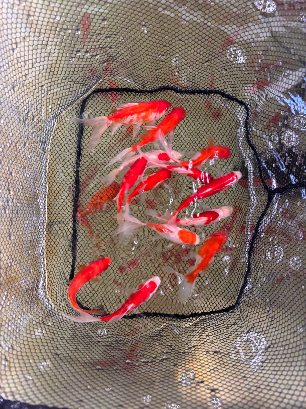 Sarasa, Dieren en Toebehoren, Vissen | Vijvervissen, Karper of Koi