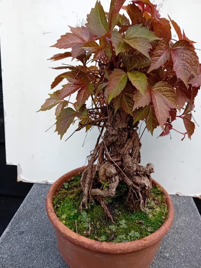 BONSAI WILDE WINGERD, Bloeit niet, Overige soorten, Minder dan 100 cm, Ophalen
