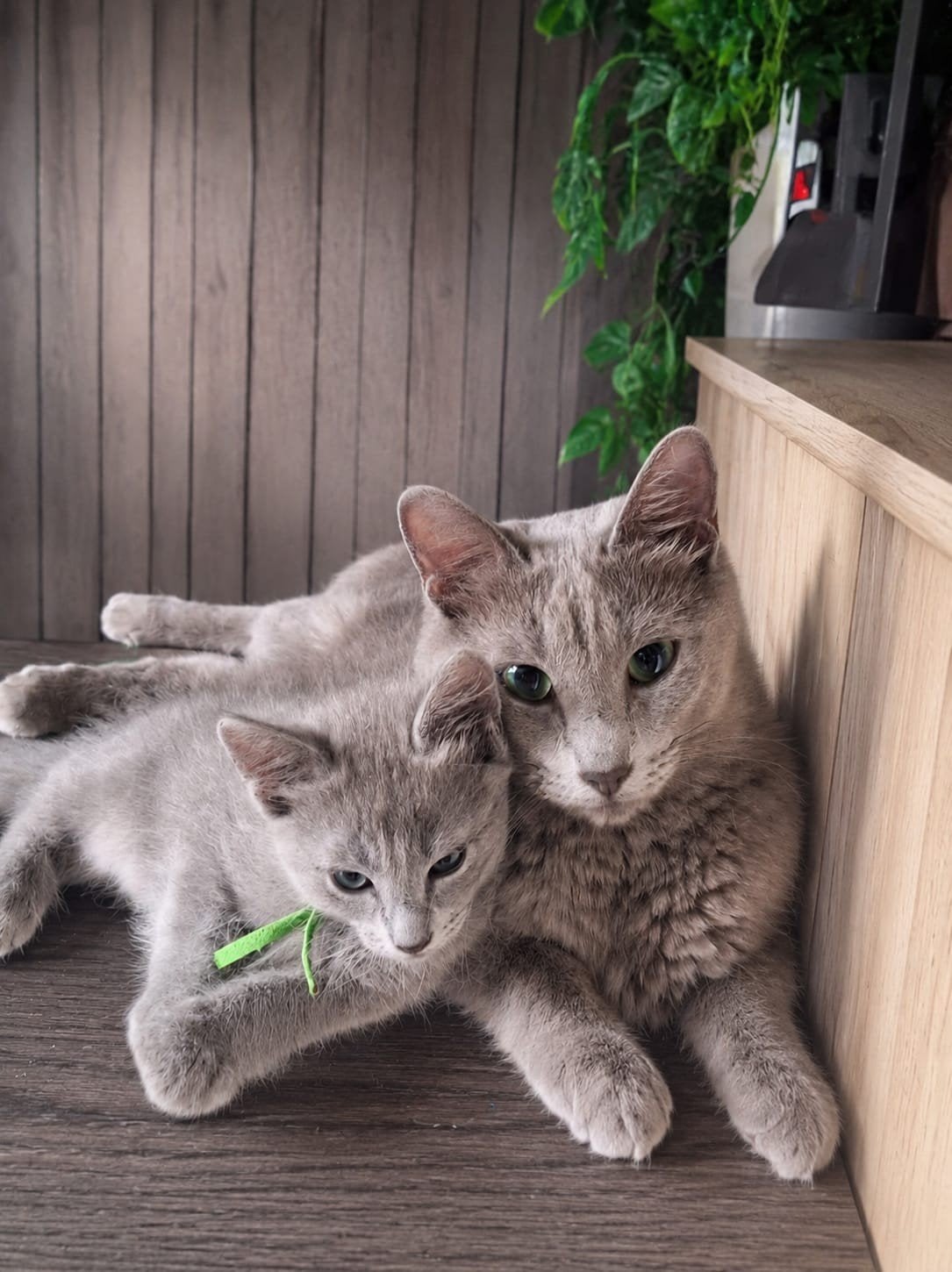Nebelung (blauwe rus) kittens, Meerdere dieren, Gechipt