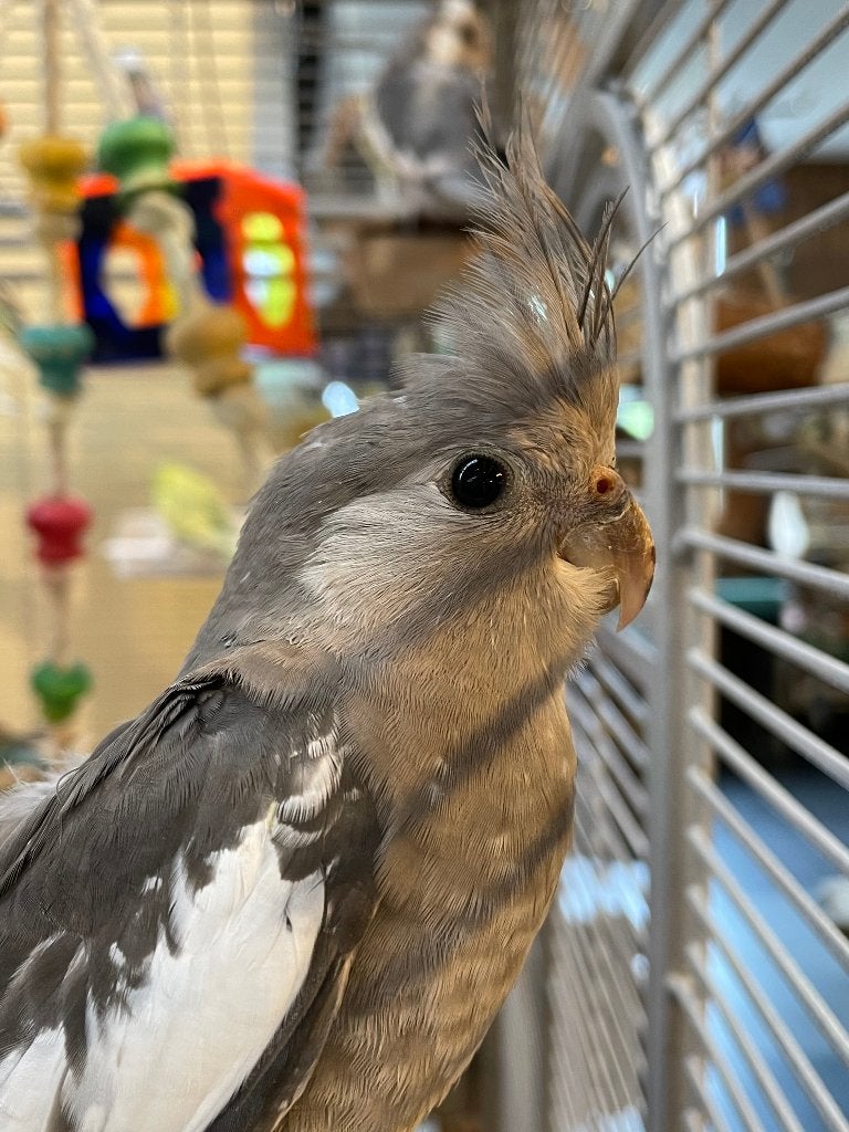 Jonge Baby Valkparkieten | Fluiters | Handtam, Meerdere dieren, Parkiet, Pratend