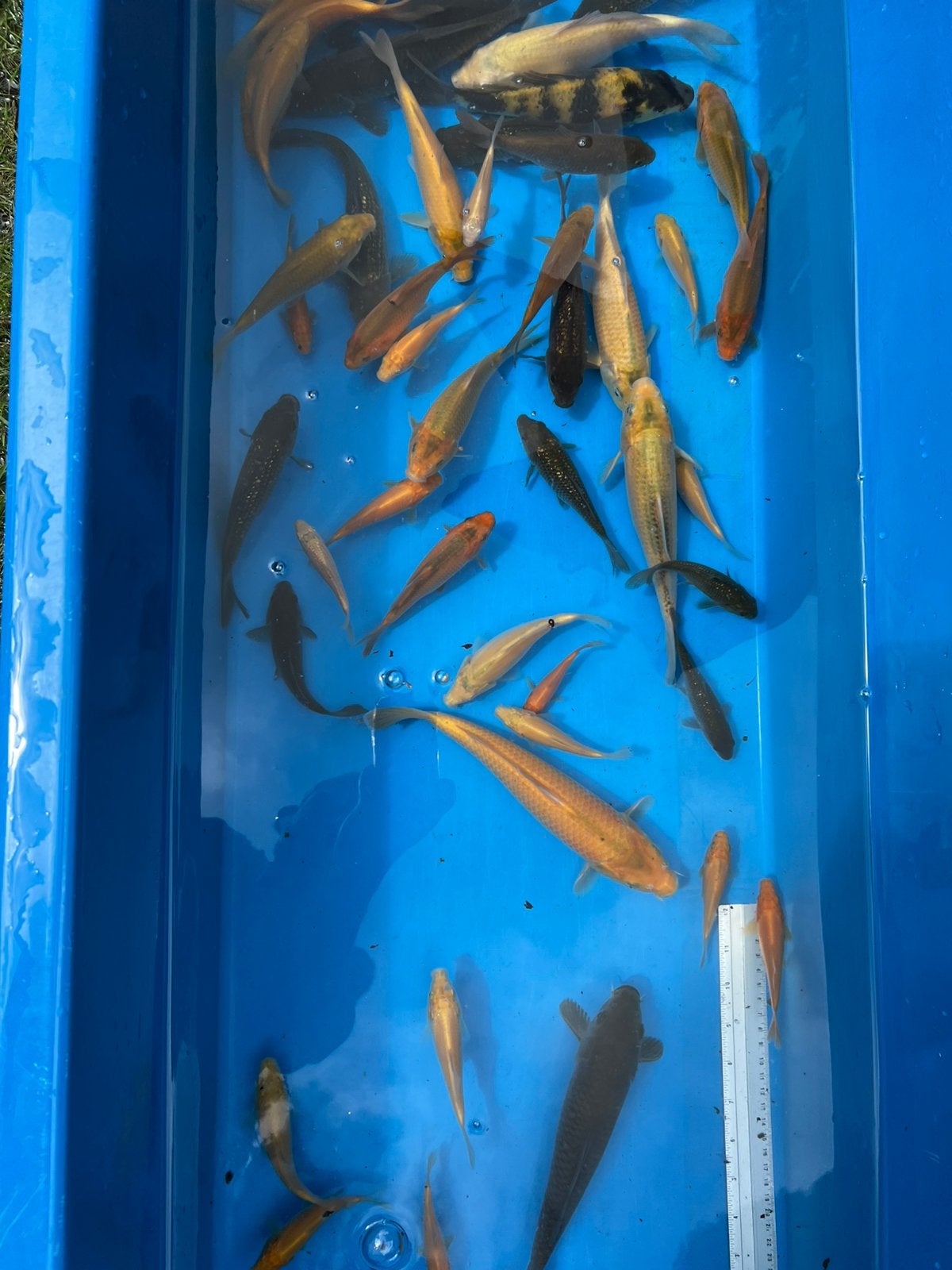 Karashigoi 10-25cm tosai, Karper of Koi