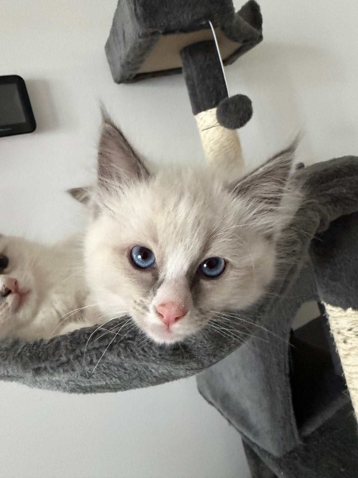 Foto 7 van Knappe ragdoll kitten (katertje)