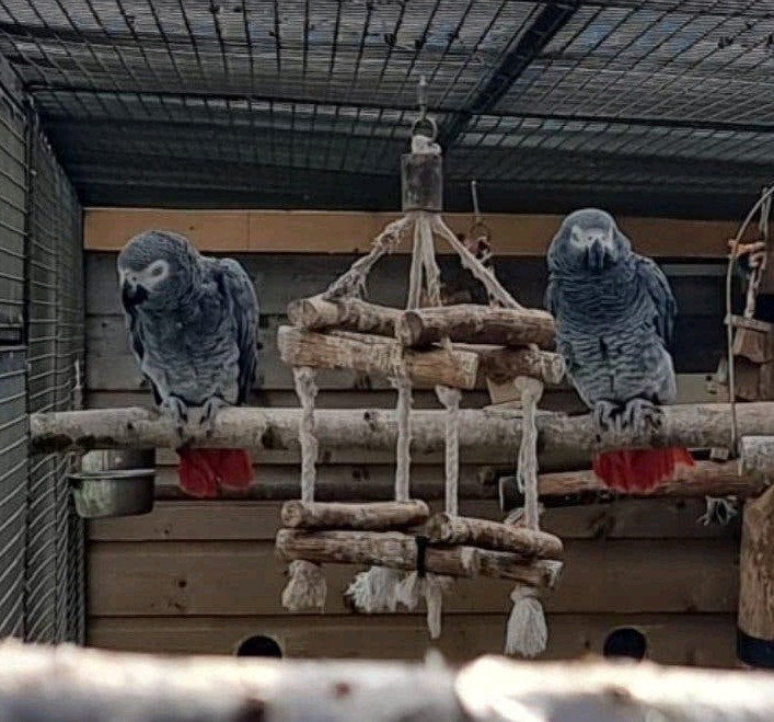 Koppel grijze roodstaarten  2014, Dieren en Toebehoren, Vogels | Parkieten en Papegaaien, Papegaai, Meerdere dieren, Tam