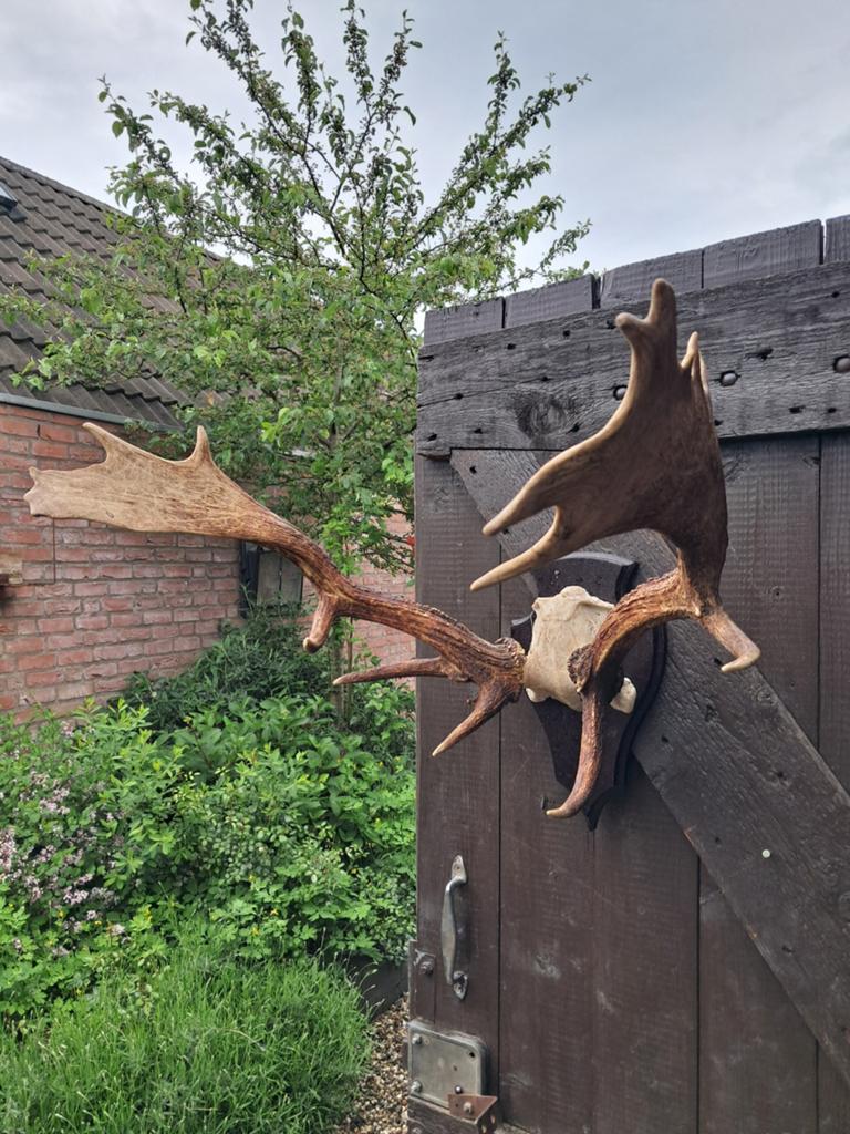 Damhert gewei landelijk mancave, Ophalen of Verzenden, Gebruikt, Hert, Gewei of Kop