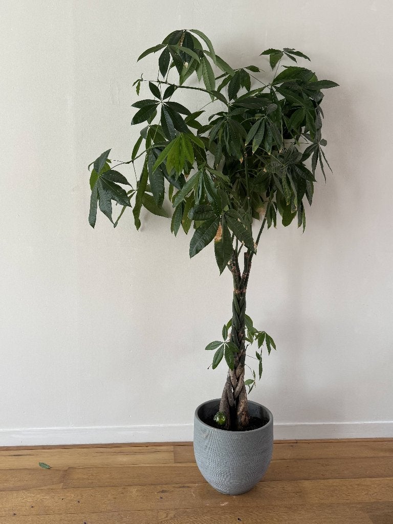 Geldboom / Pachira Aquatica, Ophalen, 200 cm of meer, Halfschaduw, In pot