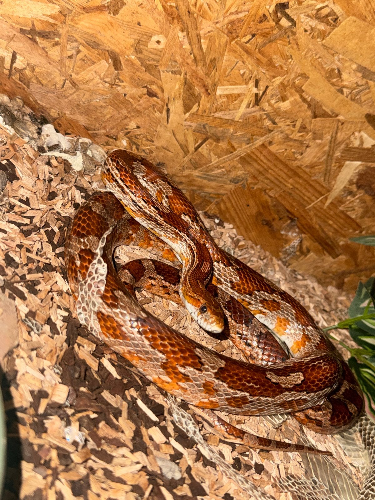 korenslang Corn Snake - unknown for sale from S.M