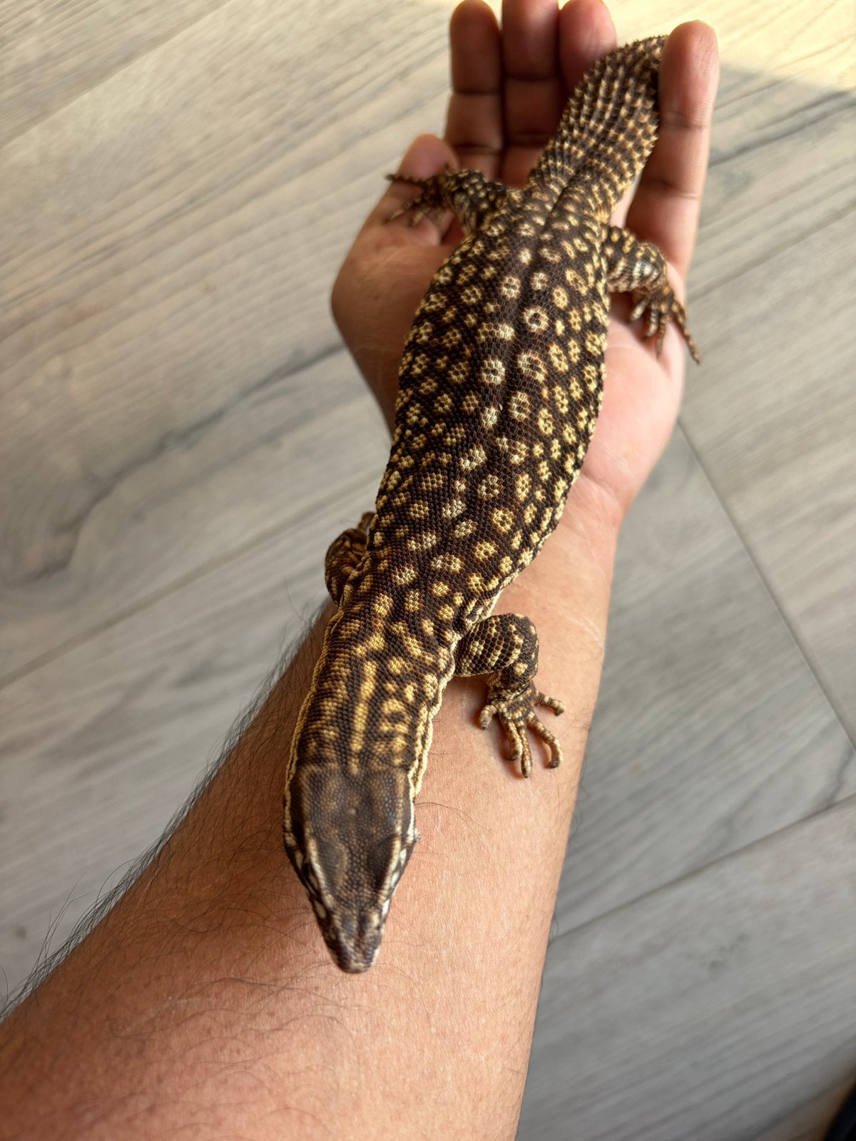 Ackie Monitor(Varanus acanthurus) Monitor Lizard photo 2