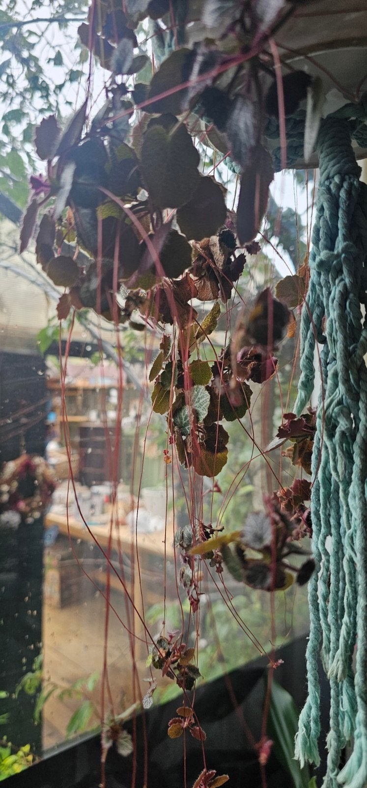 Stekje Saxifraga Stolonifera, Ophalen of Verzenden, Halfschaduw, Minder dan 100 cm