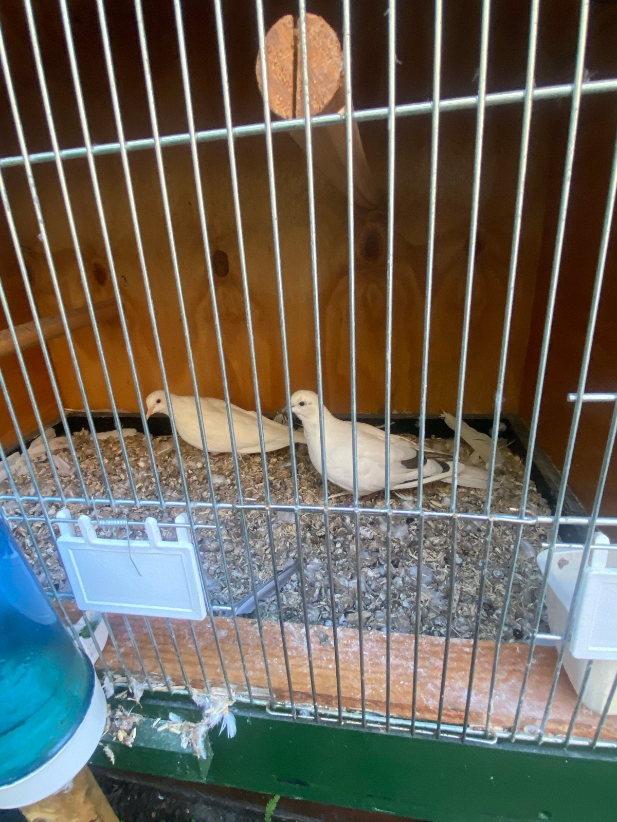 Mooi koppel koer Duiven, Meerdere dieren, Tortelduif