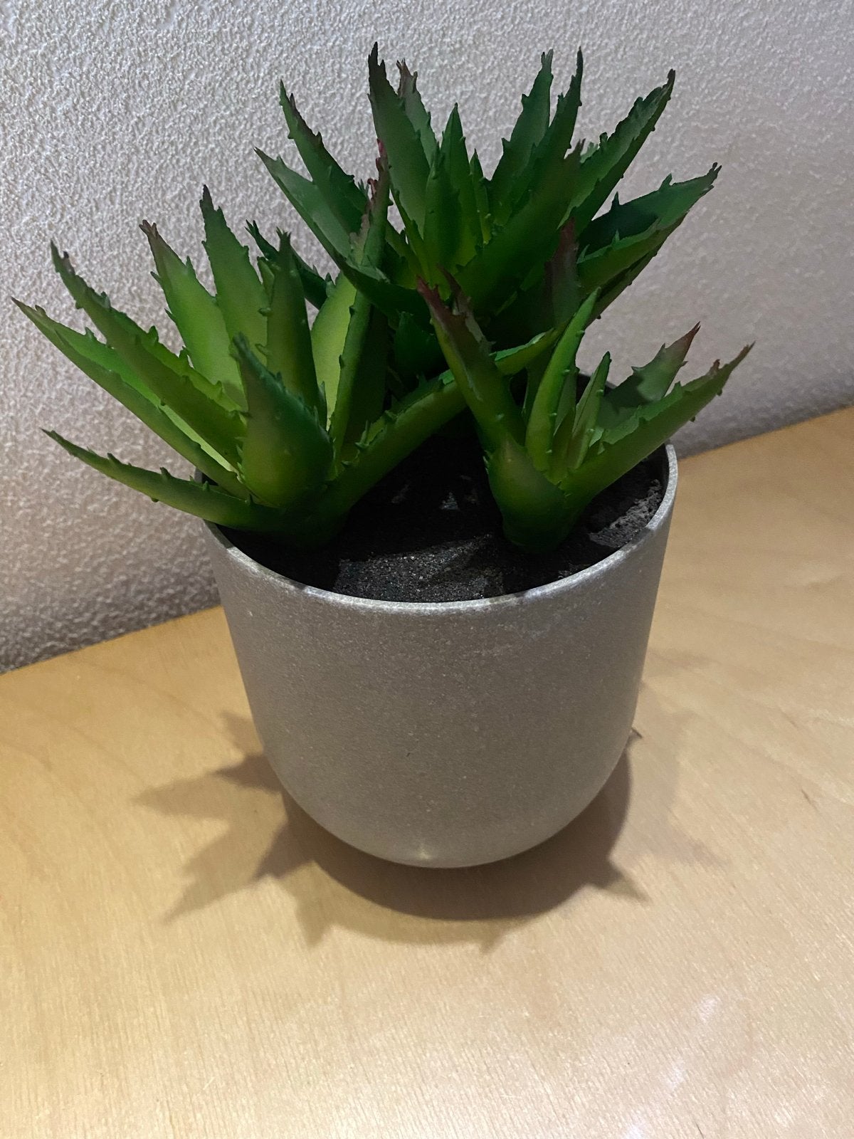 Vet plantje in vaste pot, Ophalen, Vetplant, Minder dan 100 cm
