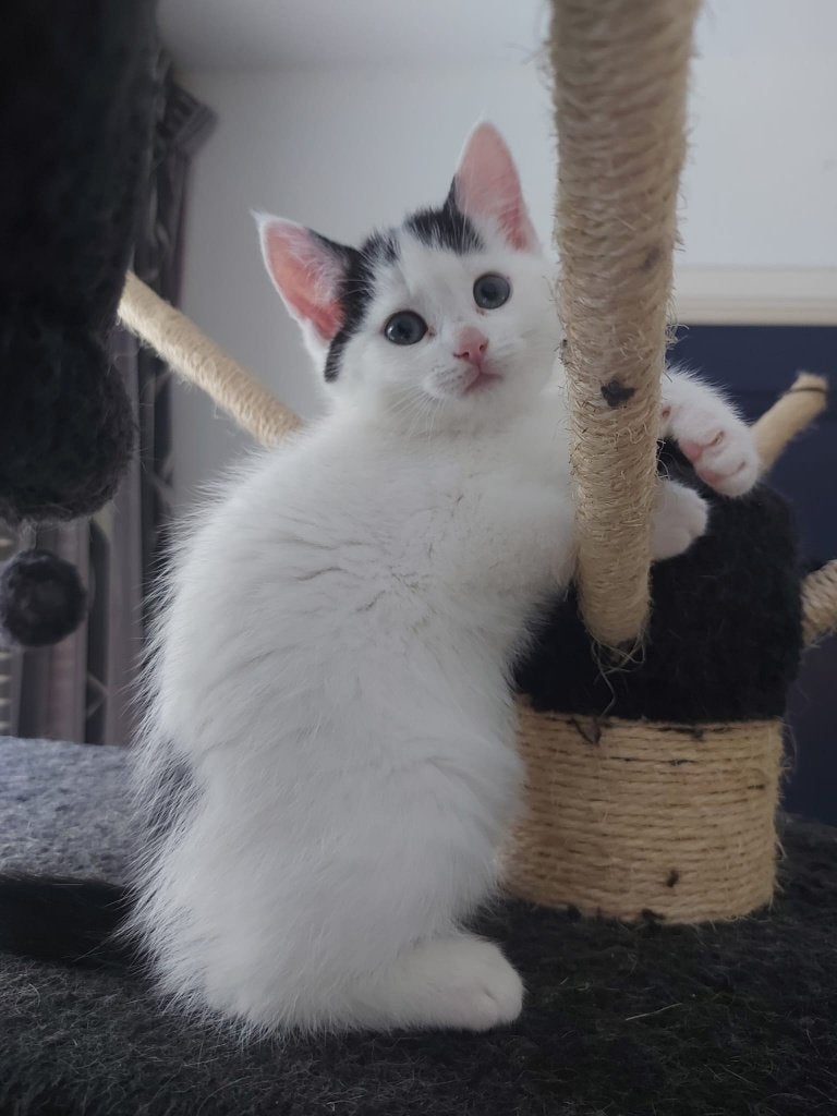 4 lieve kittens te koop, Poes, Kortharig, 0 tot 2 jaar