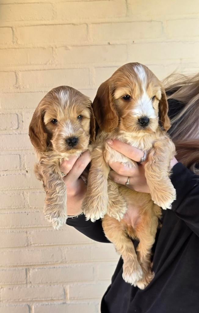 Cockapoo pups (zoals ze horen te zijn), Overige rassen, 8 tot 15 weken, Meerdere, Meerdere dieren