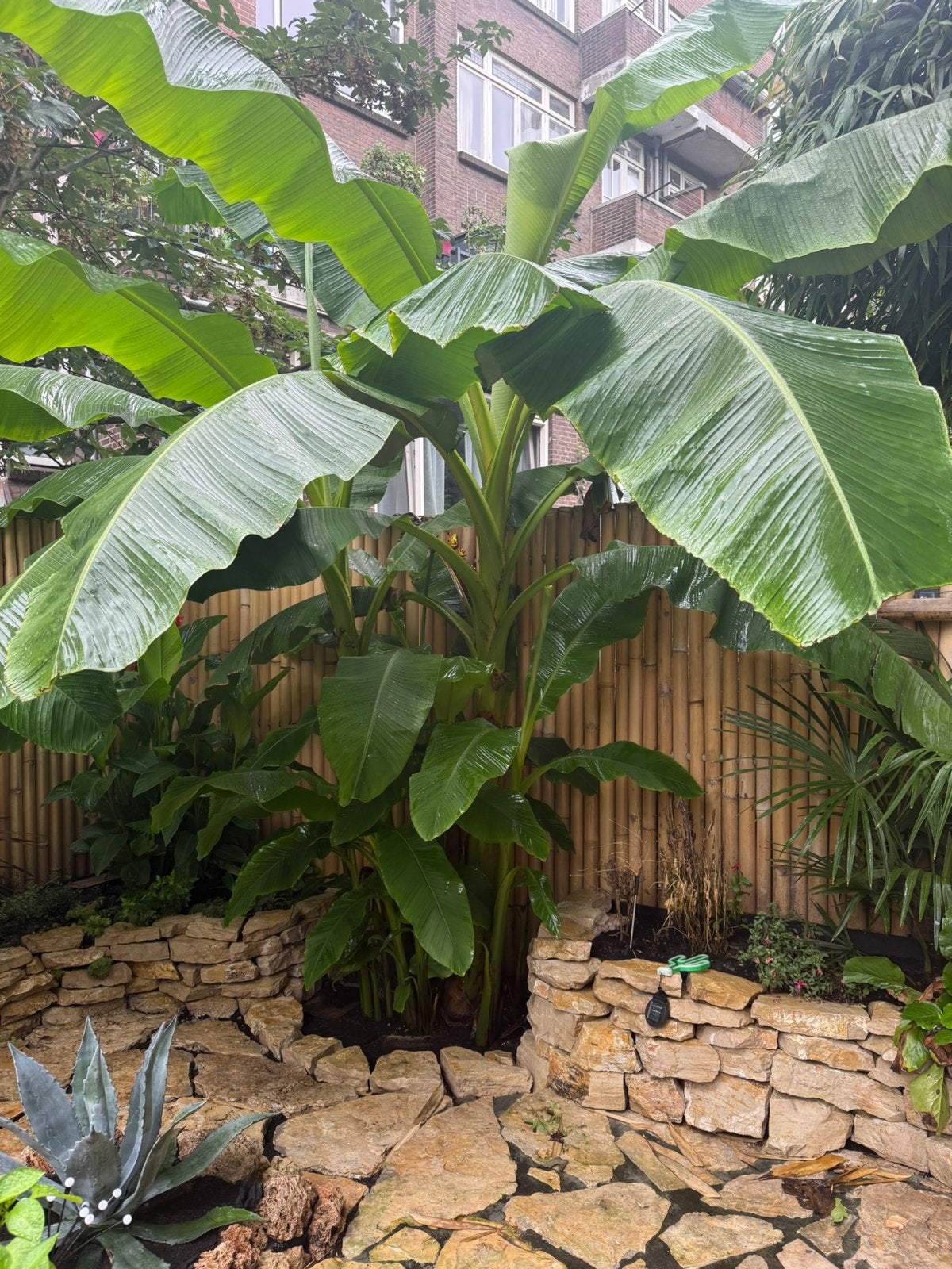 Musa Basjoo winterharde bananenplant STEKJES!, Ophalen, Gehele jaar, Halfschaduw, Knol