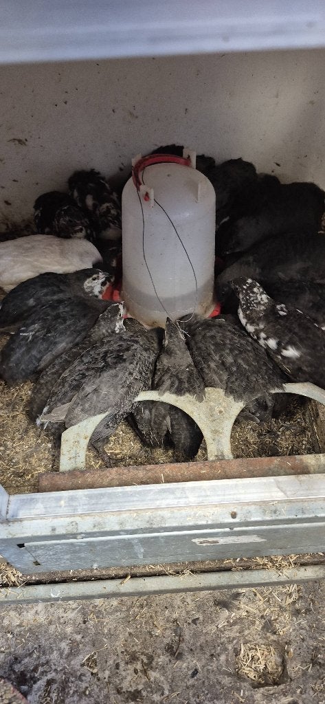 Kwartel, Dieren en Toebehoren, Pluimvee, Mannelijk, Overige soorten