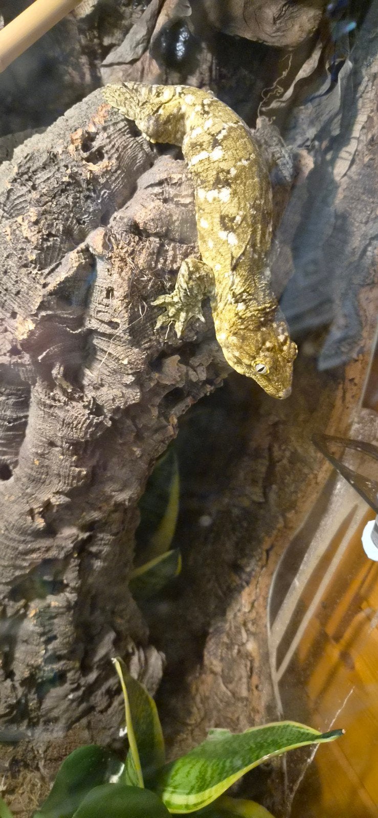 Rhacodactylus leachianus, Dieren en Toebehoren, Reptielen en Amfibieën, Overige soorten, 0 tot 2 jaar