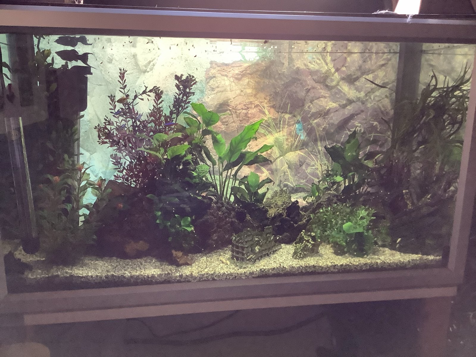 Zoetwater aquarium, Ophalen, Gevuld zoetwateraquarium