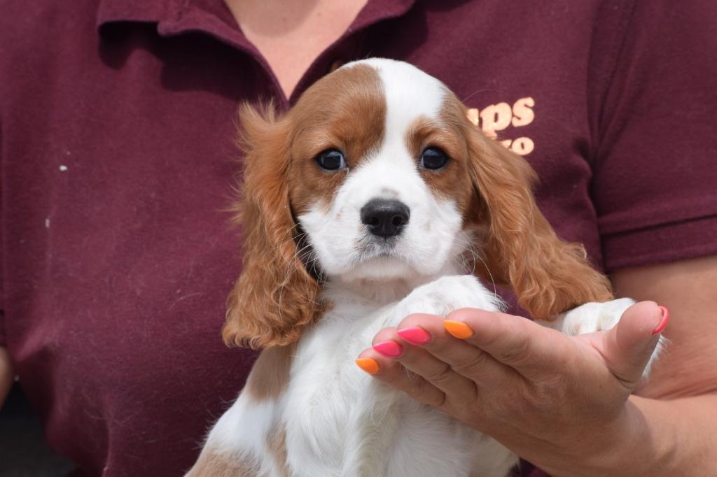 Cavalier King Charles spaniel pups, Dieren en Toebehoren, Honden | Retrievers, Spaniëls en Waterhonden, Meerdere dieren, Spaniël