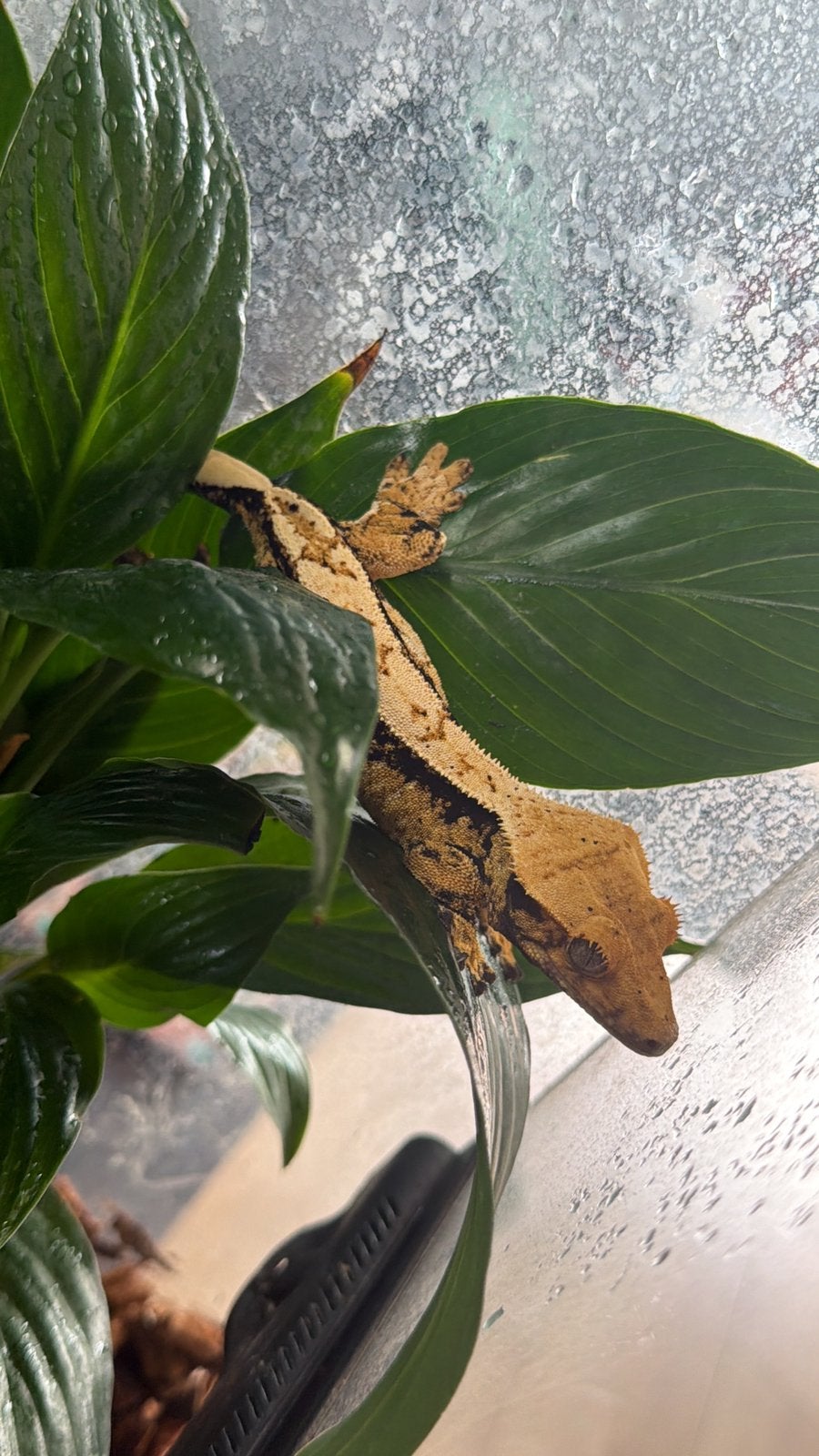 Wimpergekko vrouwtje Crested Gecko - female for sale from zoetjeloetje079