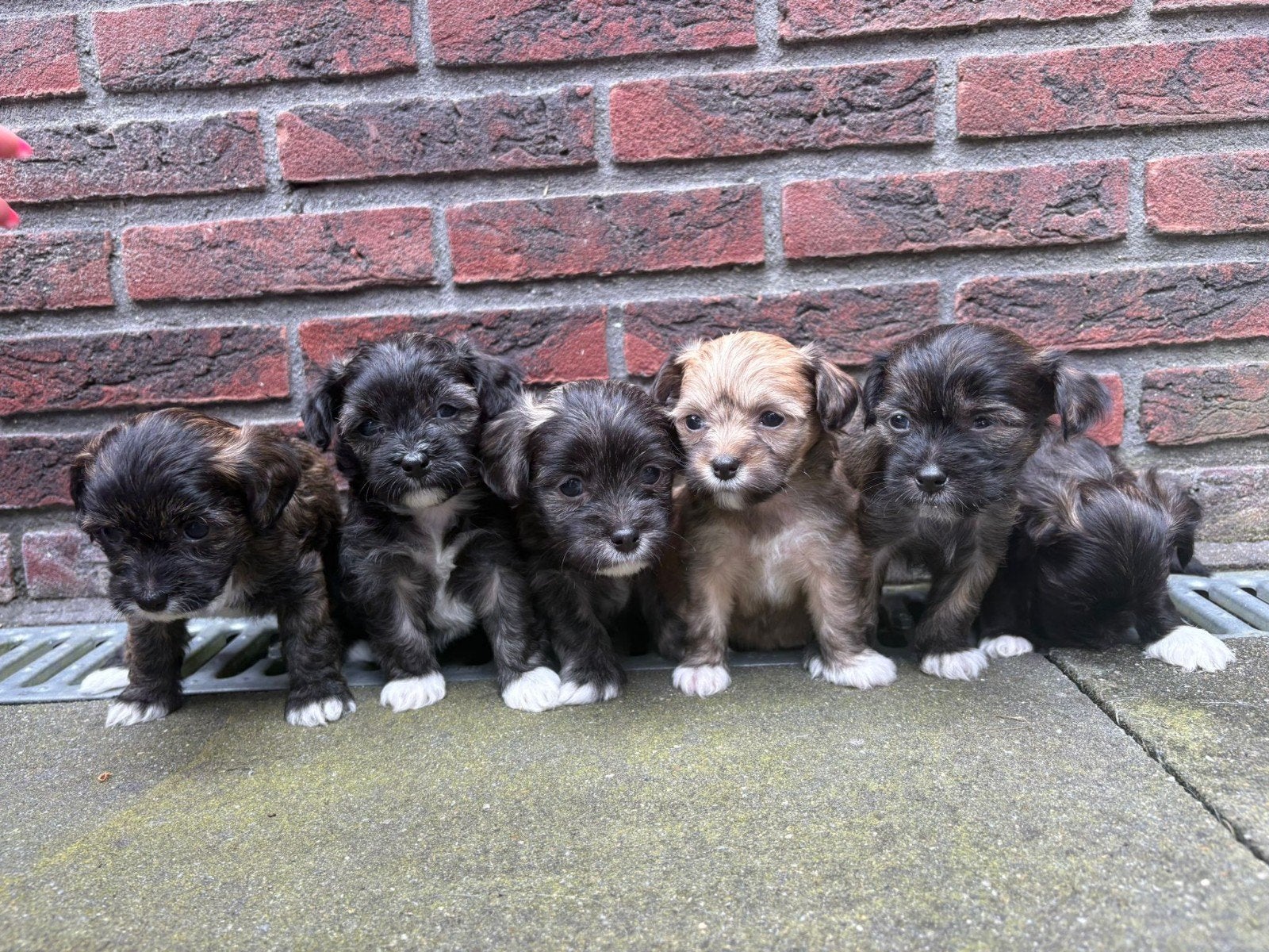Prachtige Chihuahua x Chinese Naakthond puppy's, Dieren en Toebehoren, Honden | Chihuahua's en Gezelschapshonden, 8 tot 15 weken