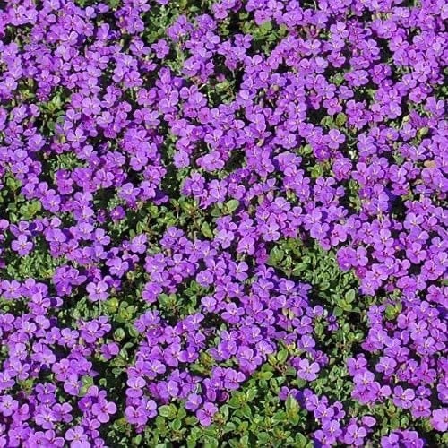 Aubrieta, ook wel randjesbloem genoemd, Ophalen, Bodembedekkers, Volle zon, Vaste plant