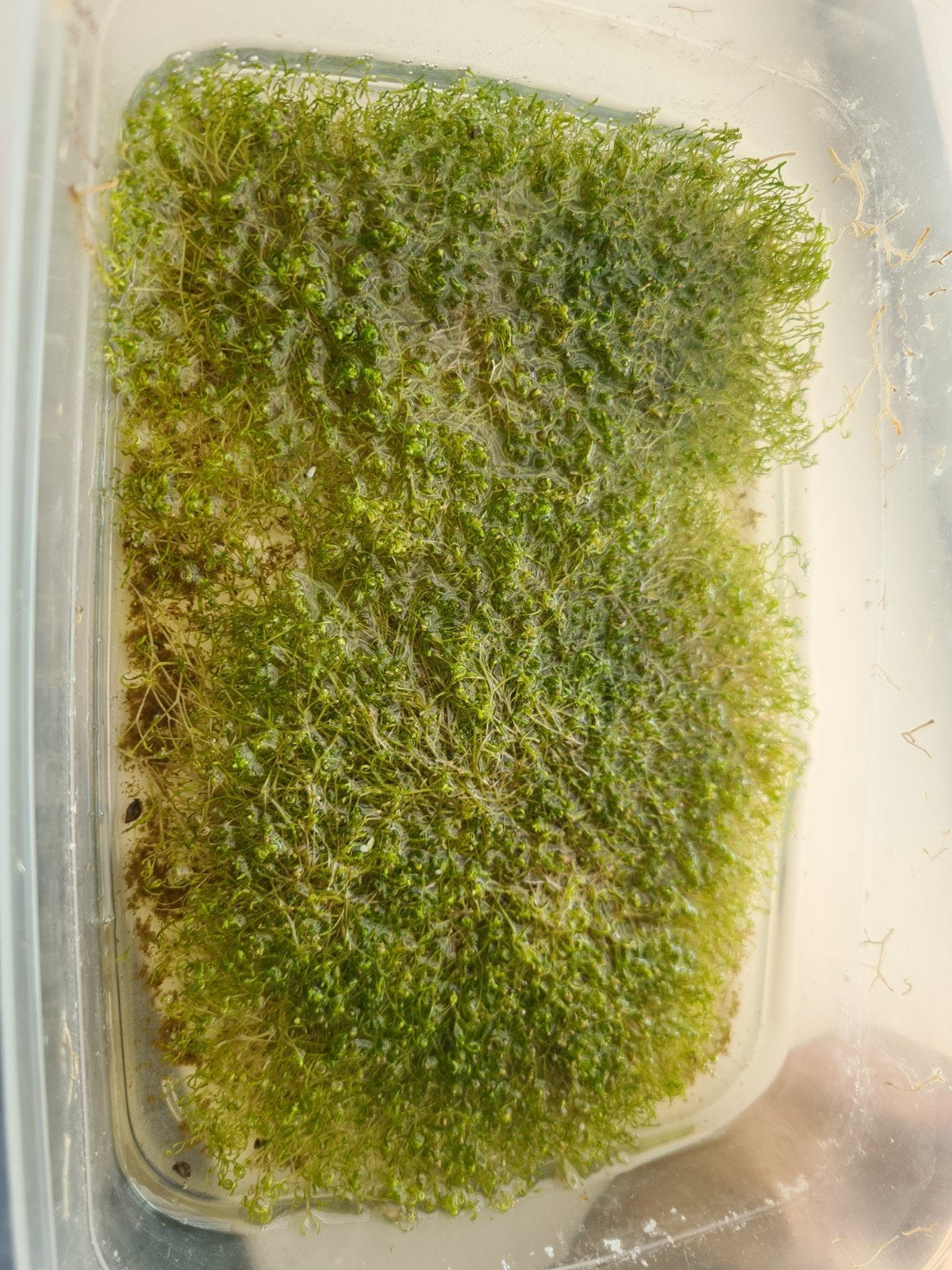 watervlokje (riccia), Dieren en Toebehoren, Ophalen, Plant(en), Steen of Hout