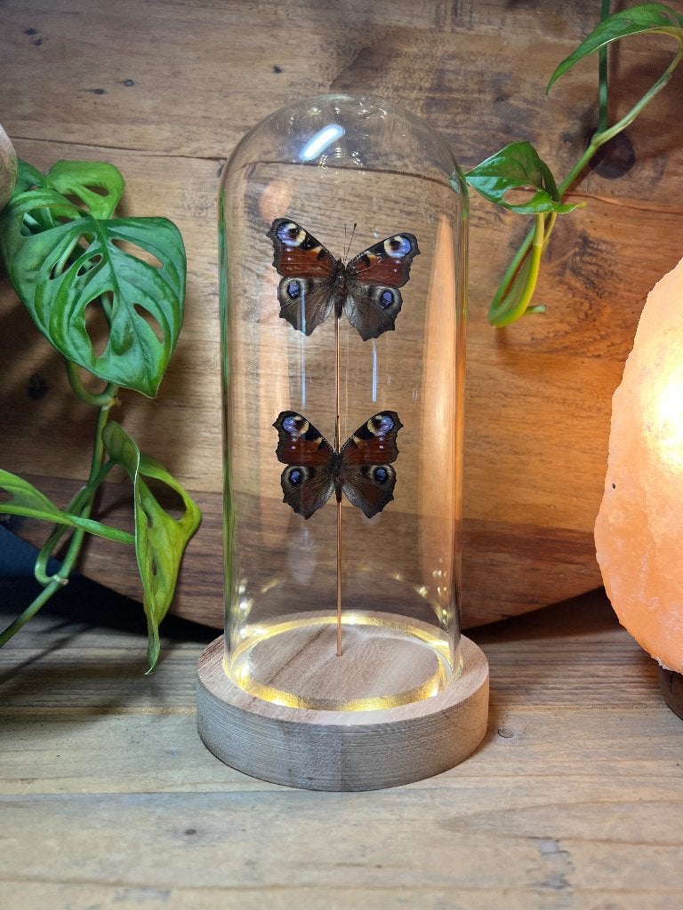 Vlinder in stolp, Handgemaakt, Nieuw, Ophalen of Verzenden, 12 cm