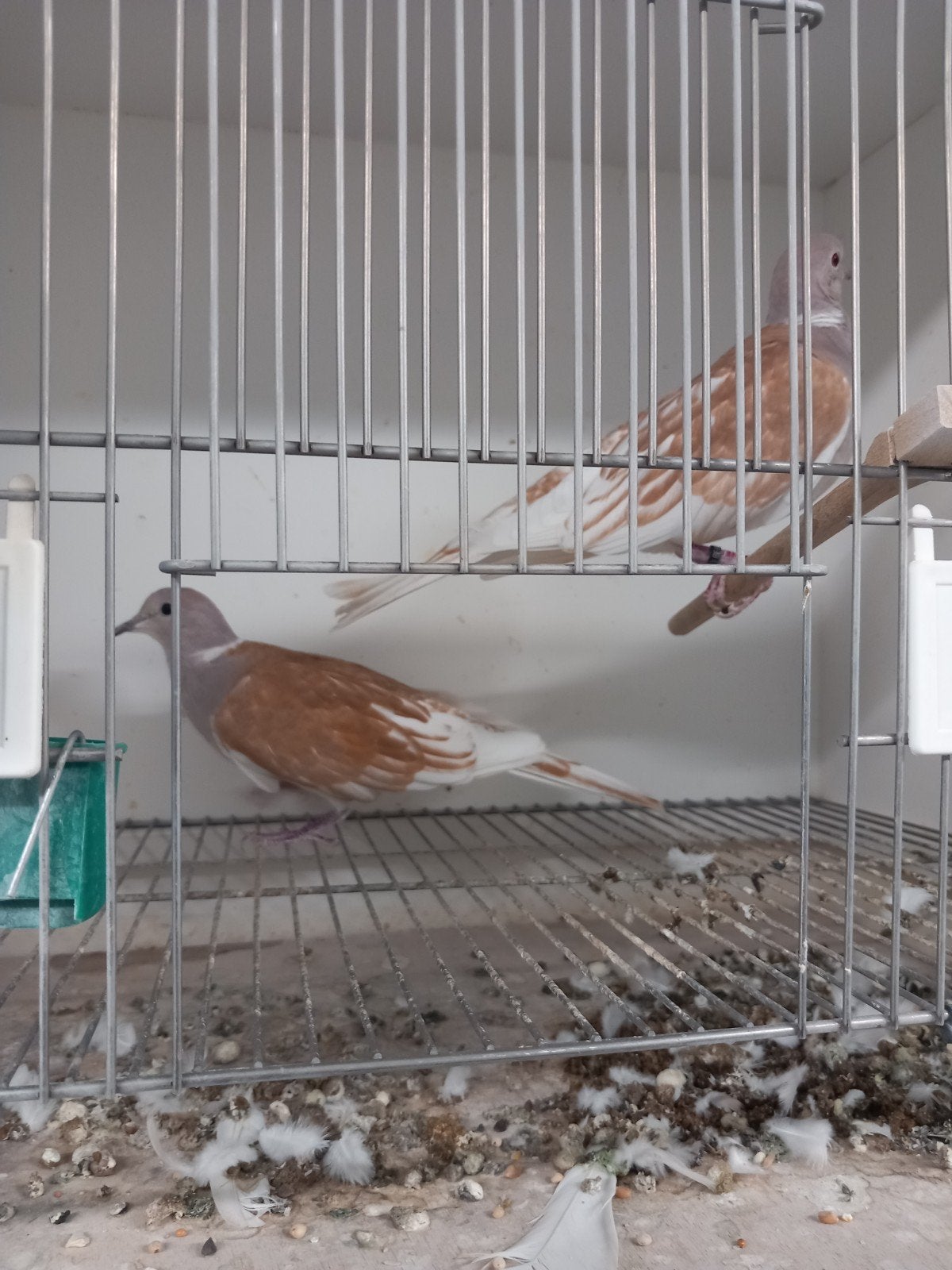mooie lachduiven, Dieren en Toebehoren, Meerdere dieren, Overige soorten