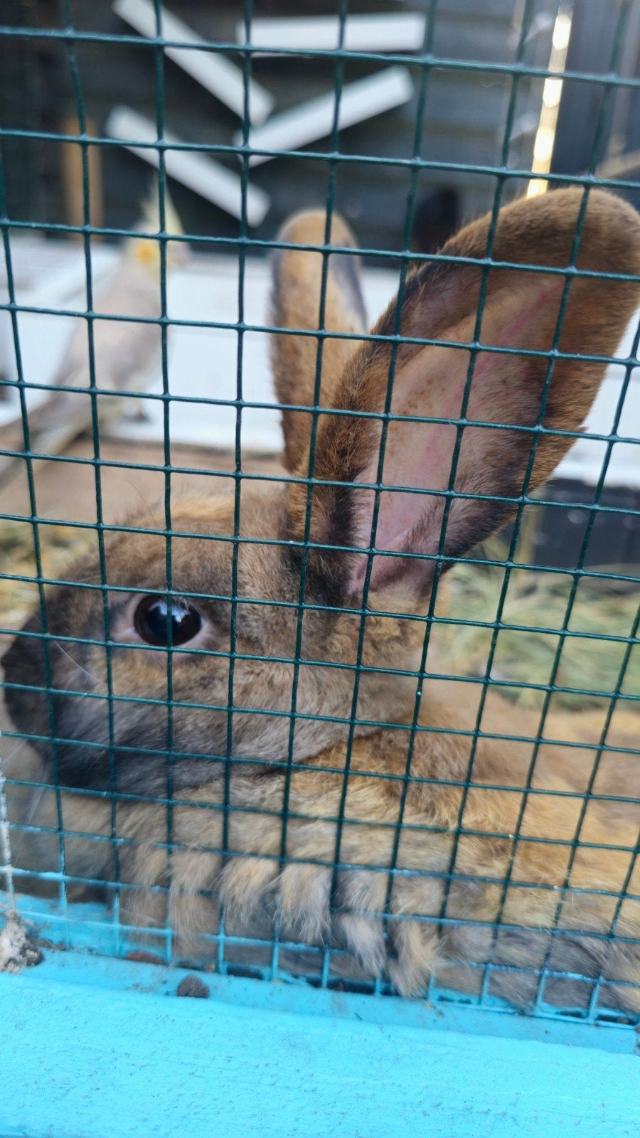 Konijnen, Meerdere dieren, Dwerg, Hangoor, 0 tot 2 jaar