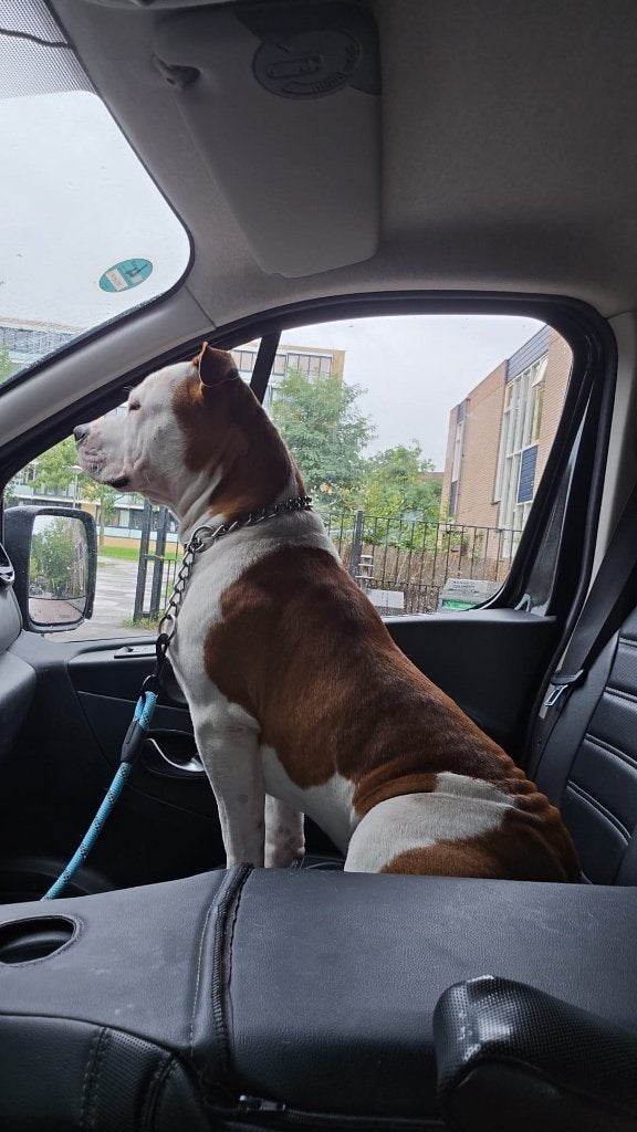 Amerikaan Stafford Terreir 1 Jaar, Dieren en Toebehoren, 1 tot 2 jaar, Eén hond, CDV (hondenziekte), Nederland