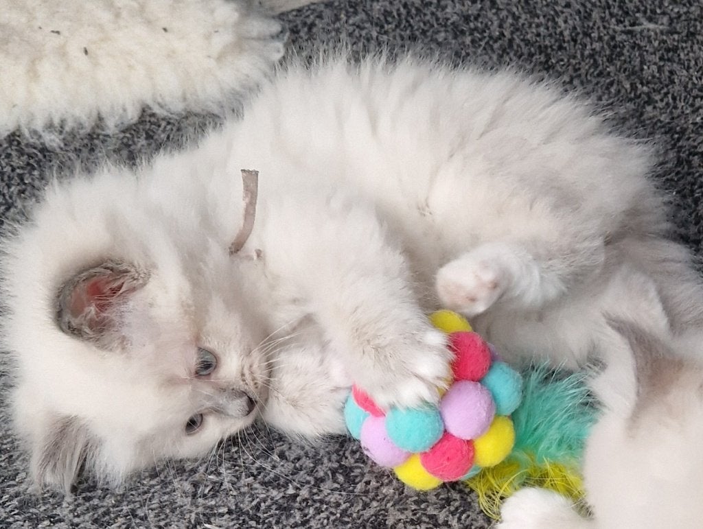 Super lieve Ragdoll Siamees kittens - poesje, Dieren en Toebehoren, Katten en Kittens | Raskatten | Langhaar, Poes, Ontwormd, 0 tot 2 jaar