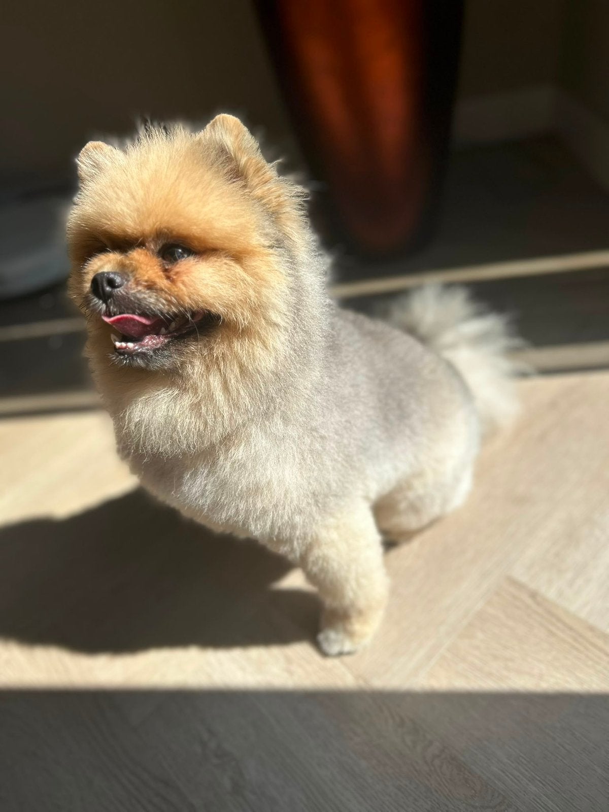 Lieve Dwergkees / Pomeranian reu 'Chubby' zoekt thuis, Dieren en Toebehoren, Keeshond, Reu, Parvo, Eén hond