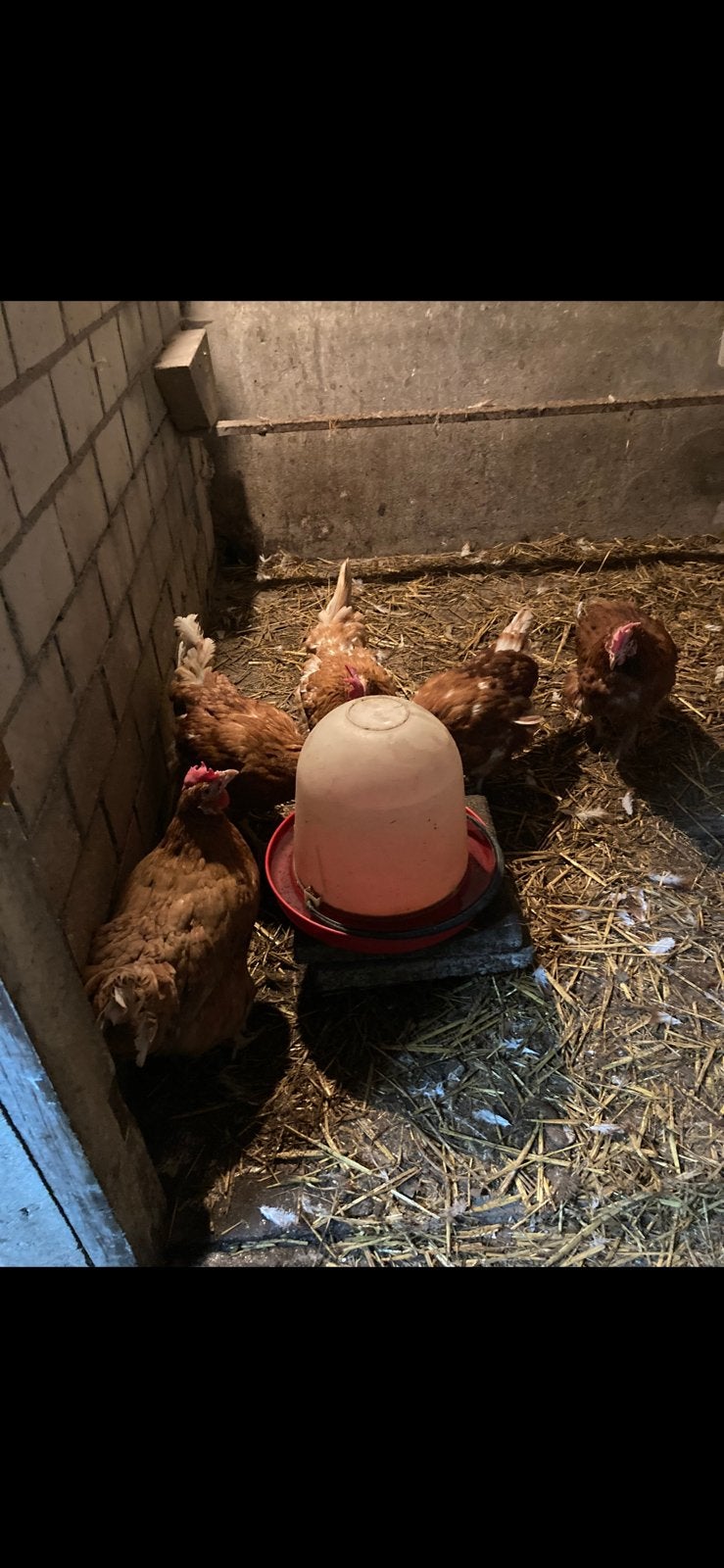Bruine legkippen, Dieren en Toebehoren, Vrouwelijk, Kip