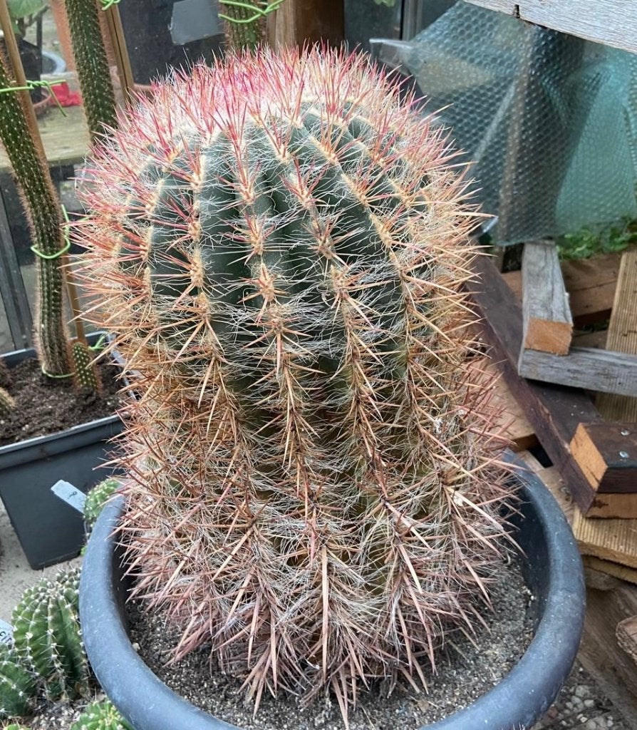 Cactus, Ophalen, Cactus, Volle zon, Minder dan 100 cm