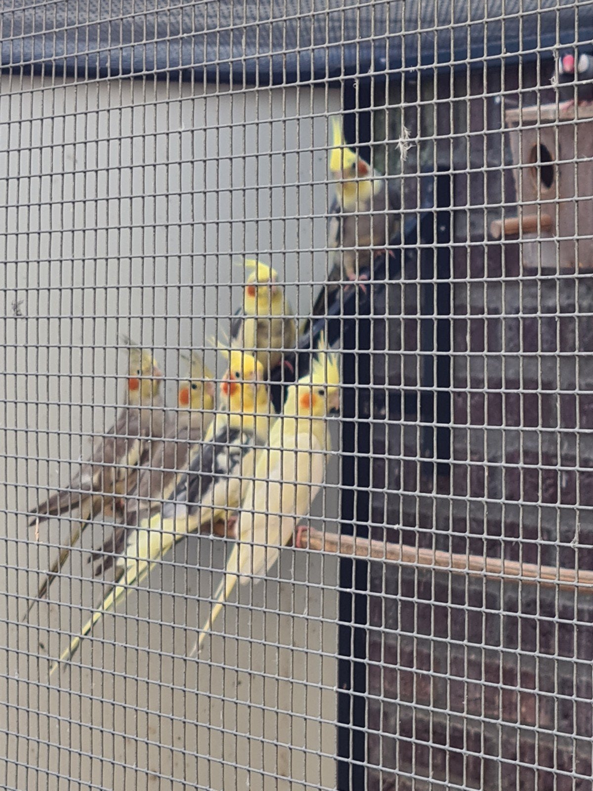 4 jonge Valkparkieten, Meerdere dieren, Parkiet, Geringd