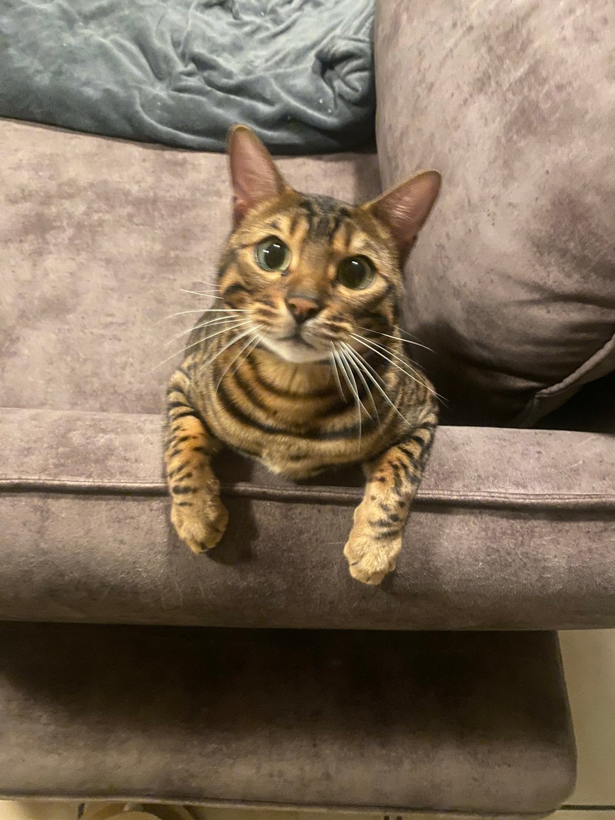 Bengaal, Dieren en Toebehoren, Kater