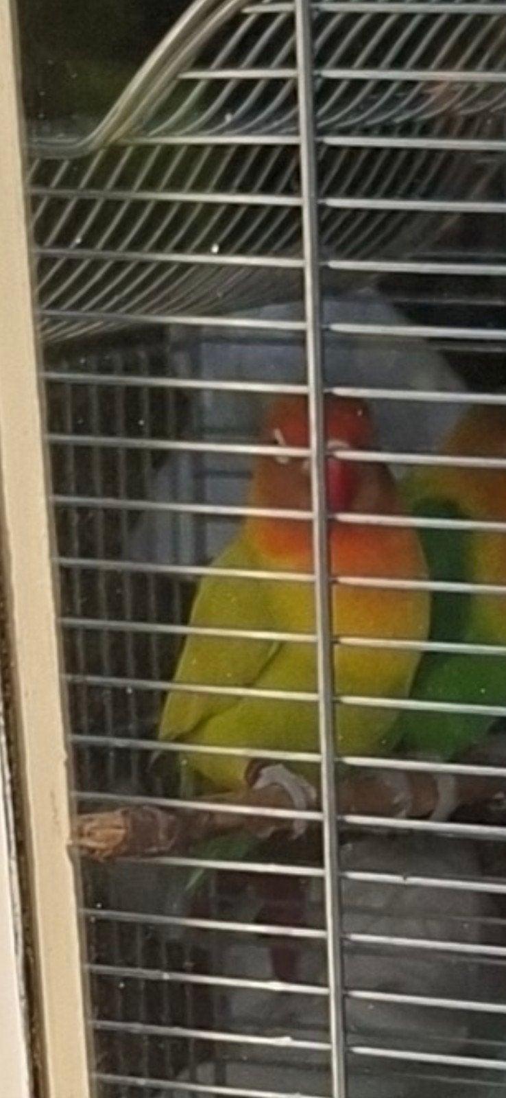 vermist, Dieren en Toebehoren, Vogel