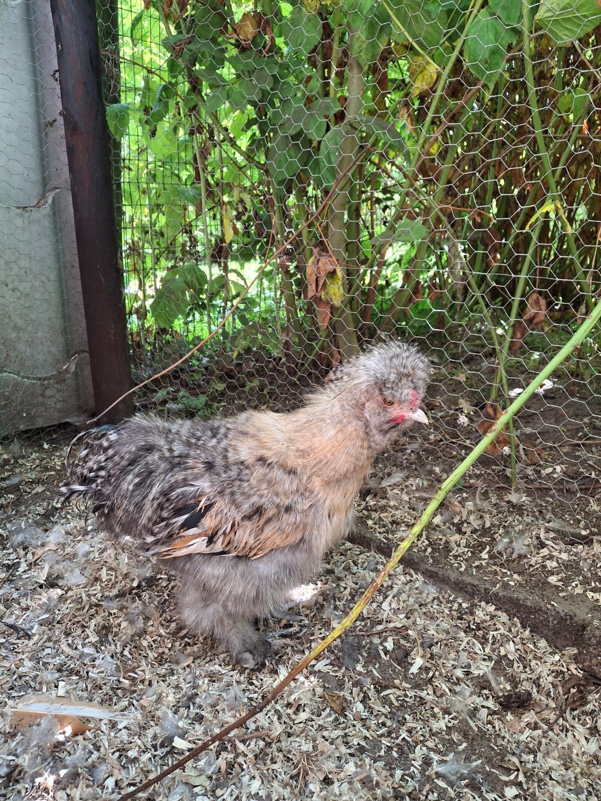 Twee lichte zijdehoenders (haan), Dieren en Toebehoren, Pluimvee, Mannelijk, Kip