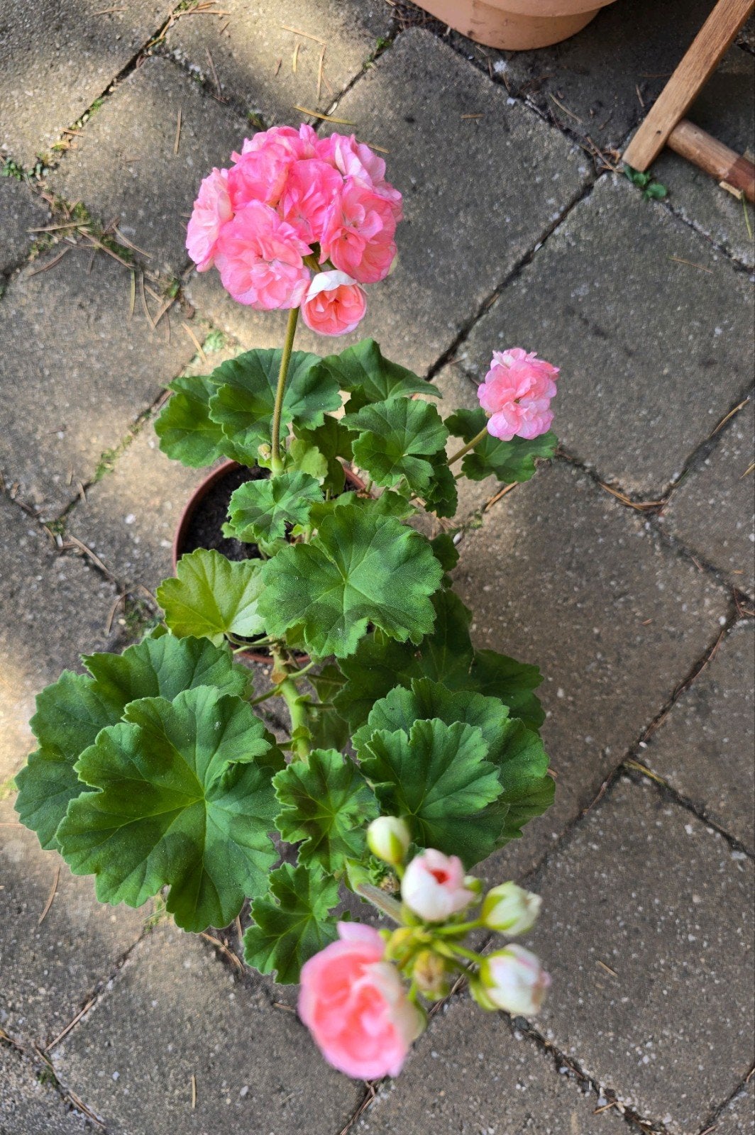 Pelargonium Astrid, Huis en Inrichting, Kamerplanten, Ophalen, Halfschaduw, Minder dan 100 cm