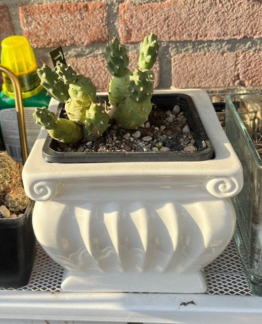 Cactus, Ophalen, Overige soorten, Volle zon