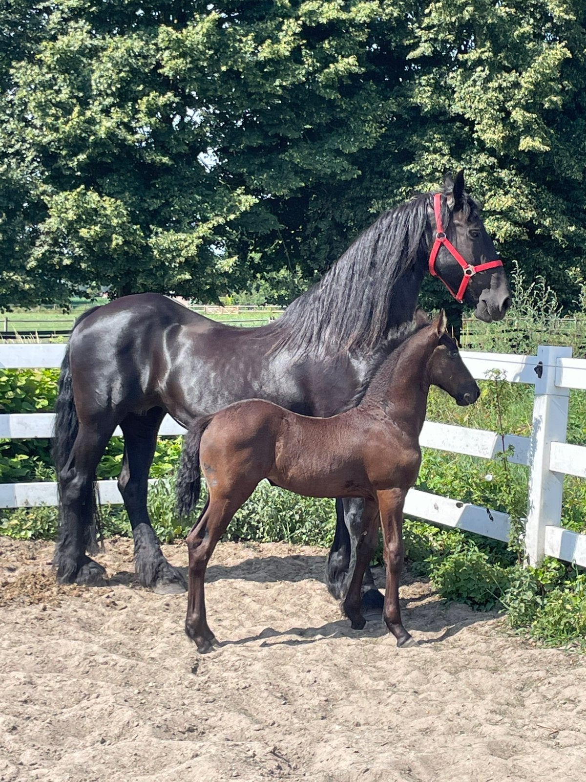 Ster merrie met merrie veulen, Dieren en Toebehoren, Merrie, Met stamboom, L, 11 jaar of ouder