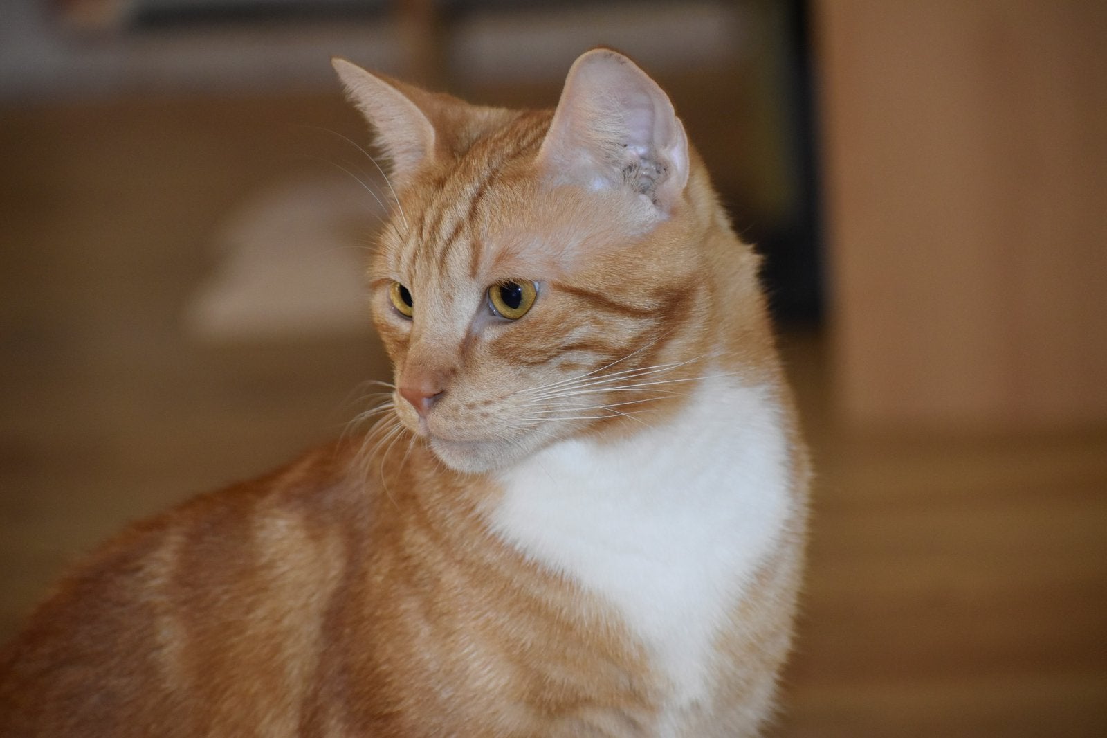 Kater zoekt een nieuw huisje, Dieren en Toebehoren, Kater