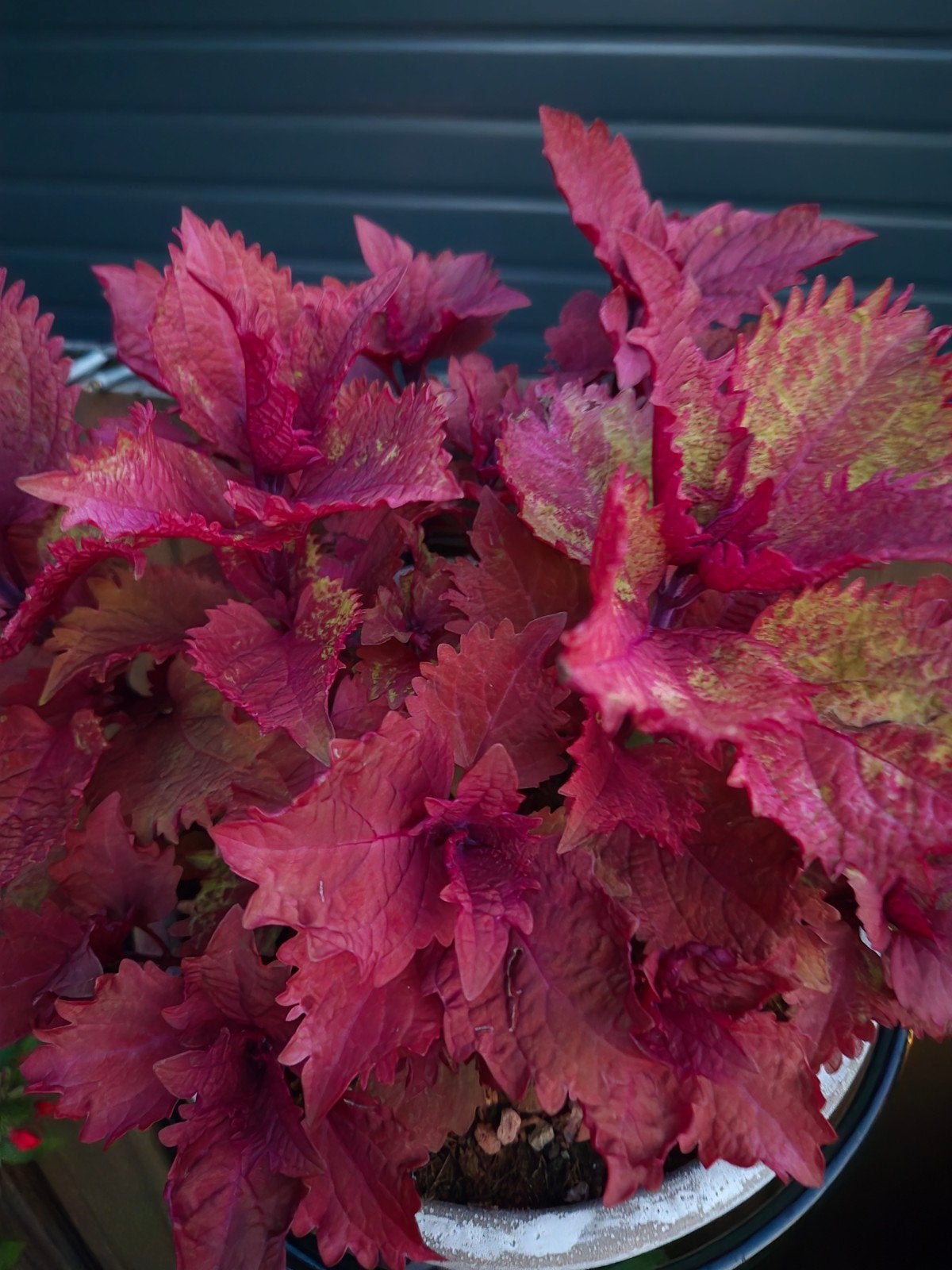 Coleus siernetel stekjes, Ophalen of Verzenden, Halfschaduw, Minder dan 100 cm