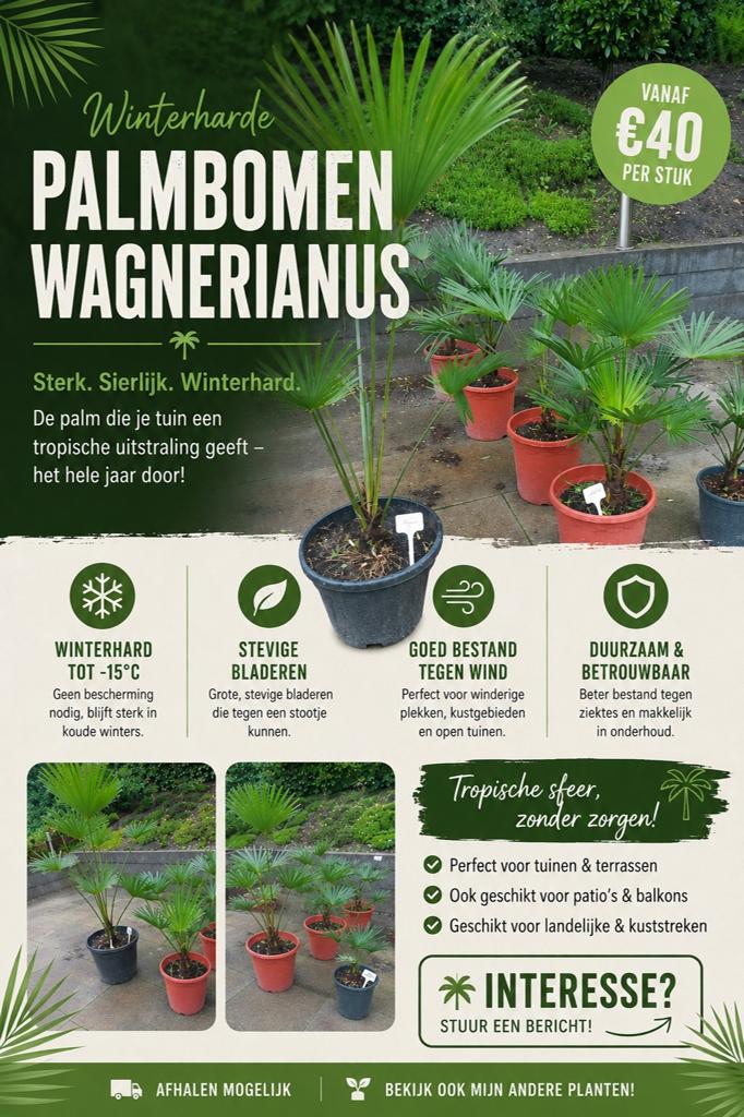 Palmboom Wagnerianus, Tuin en Terras, Planten | Tuinplanten, Ophalen, Overige soorten, Volle zon