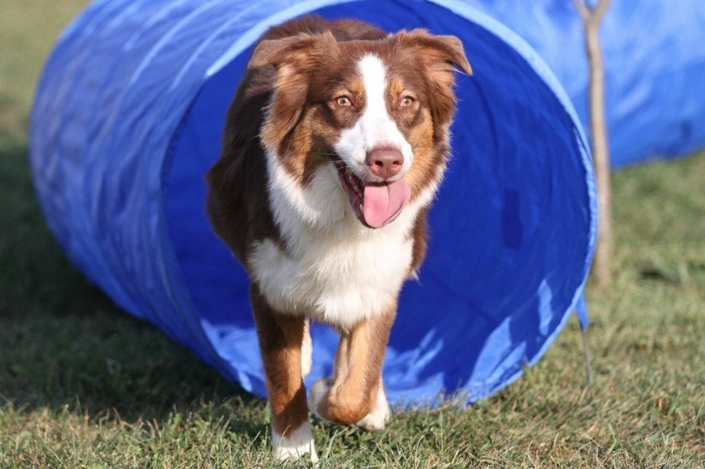 Agility Tunnel Training Hondensport Hondentraining Honden, Dieren en Toebehoren, Ophalen of Verzenden, Nieuw